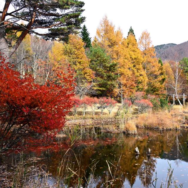秋. Weather forecasts with beautiful photos by yoshy Photos in World