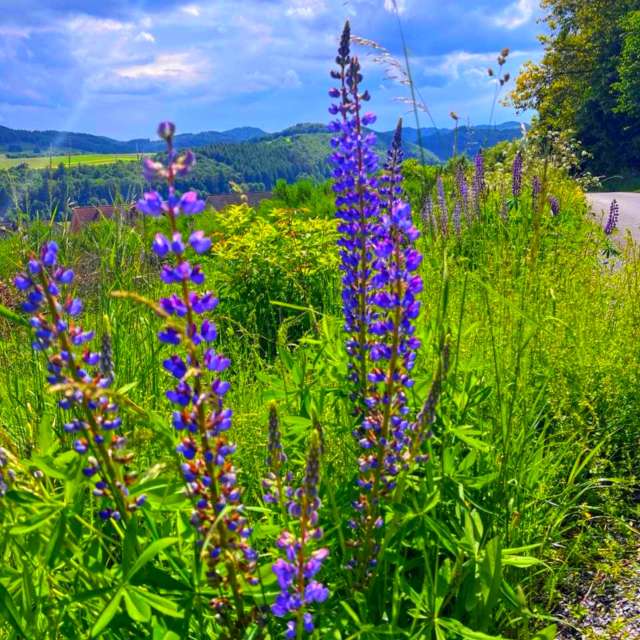 Fotos Cercado. Previsões do tempo com lindas fotos de Seni em Velbert