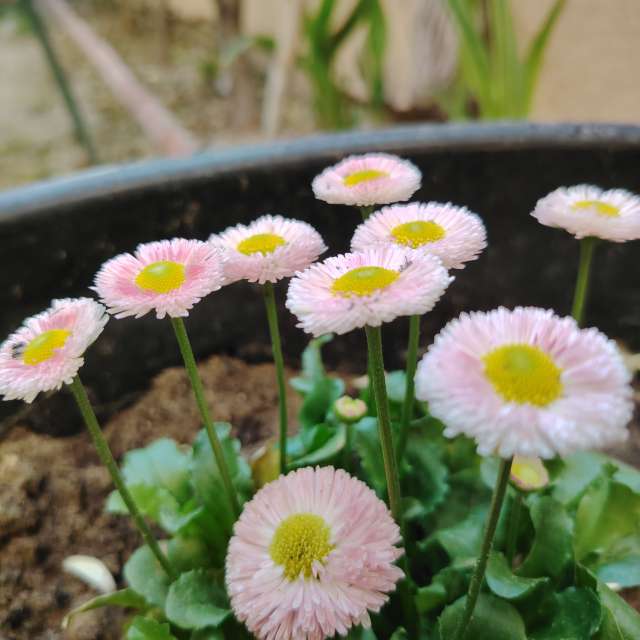 Previsões do tempo com lindas fotos de Ehab-Alatraqchi