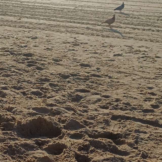 天气预报，带Zaza精美的照片