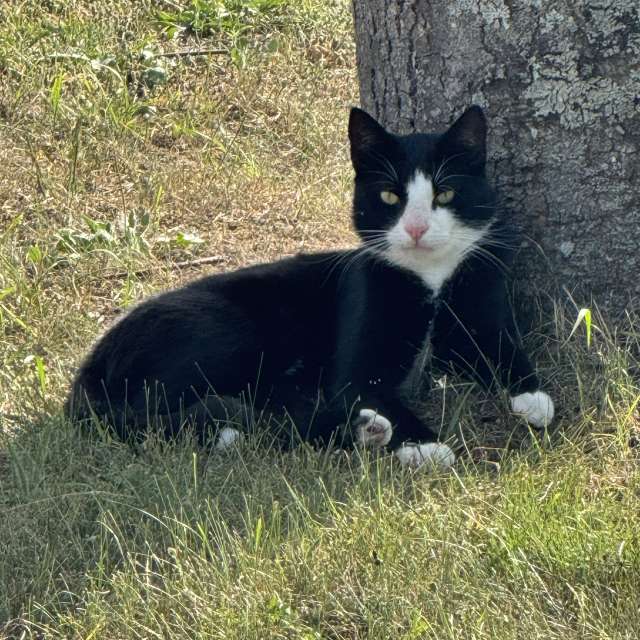 天气预报，带man-of-the-sea-and-land精美的照片