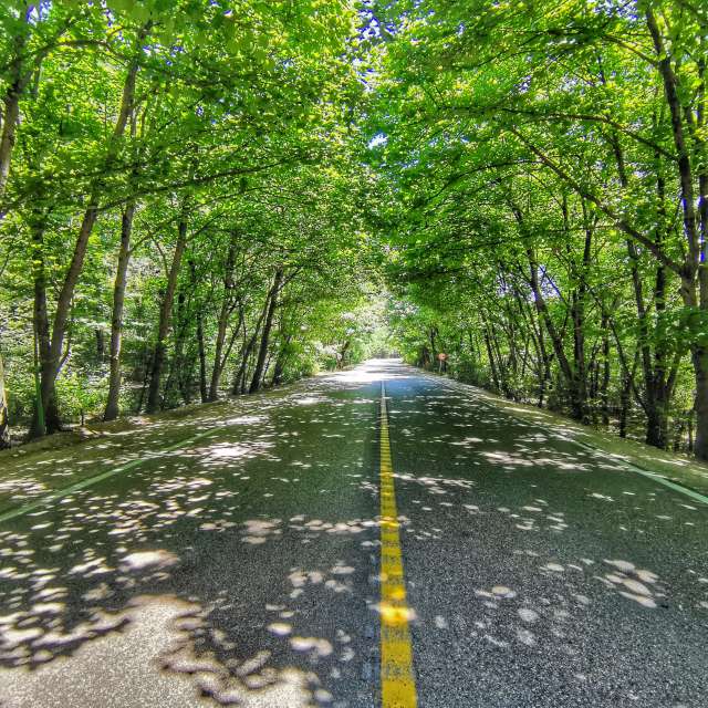 Golestan National Park'daki Ağaç. nox tarafından çekilen güzel fotoğraflarla hava tahmini Fotoğrafları