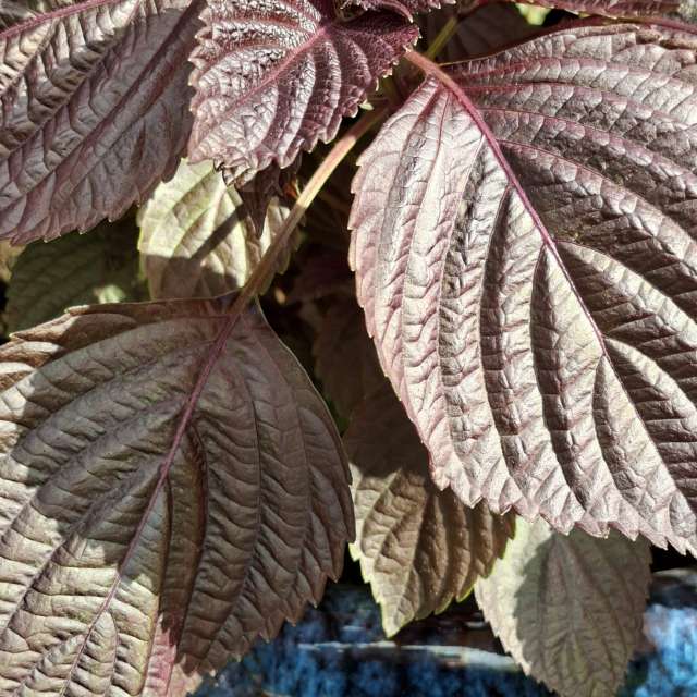Some. Weather forecasts with beautiful photos by Wen-ya Huang Photos in Kaohsiung City