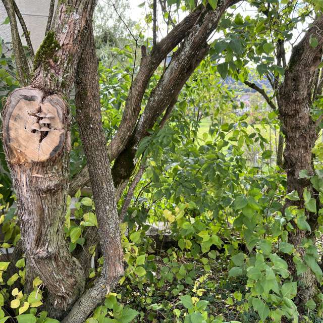 Photos Marche. Prévisions météo avec de superbes photos de SwissEloi de Sonceboz