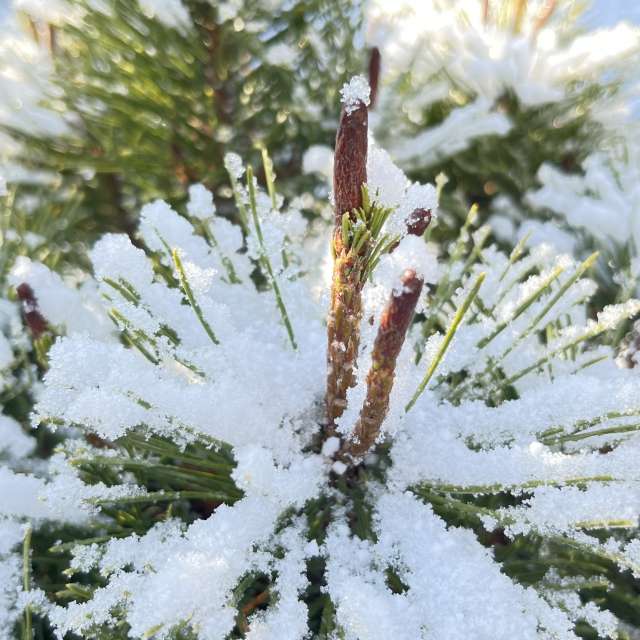 Photos Neige. Prévisions météo avec de superbes photos de Stassy de Teshkovo