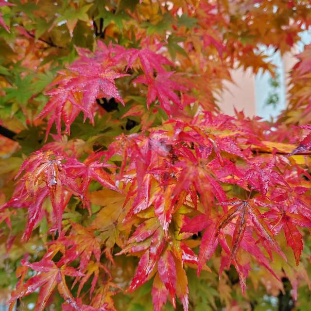 Colorful. Weather forecasts with beautiful photos by Albert_Smelovtsev Photos in Roza Khutor