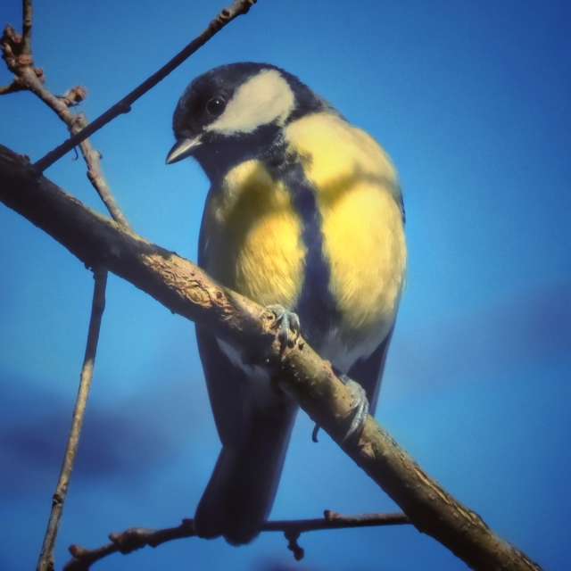 Brown. Weather forecasts with beautiful photos by Lotti5507 Photos in Wellinghofen