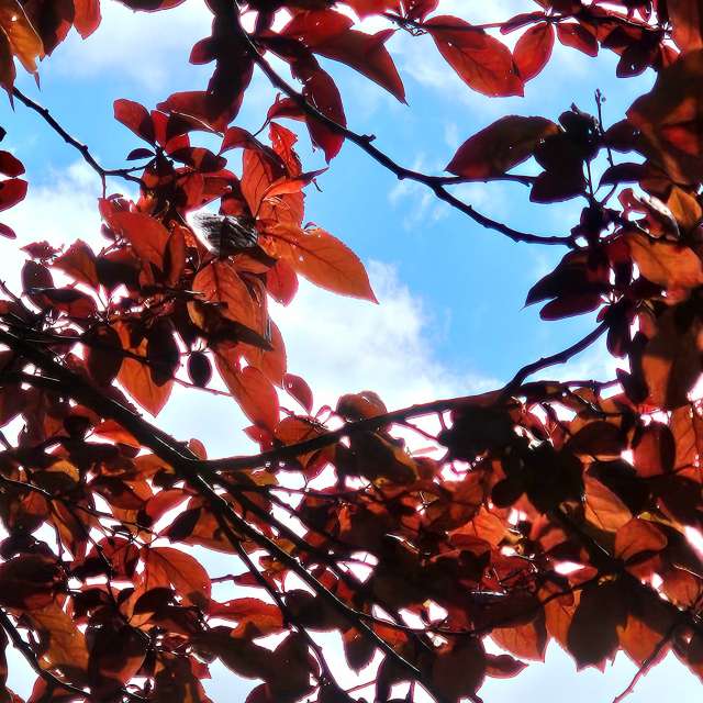 Fotos Flor. Previsões do tempo com lindas fotos de Seni em Velbert