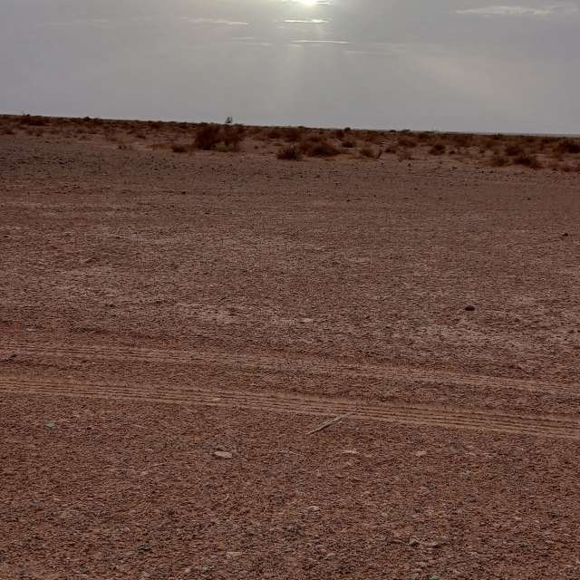 Photos Cheval. Prévisions météo avec de superbes photos de BELGHOUL-KADDA de Béchar