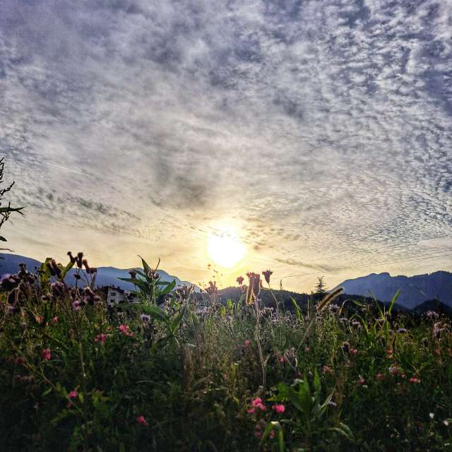Field. Weather forecasts with beautiful photos by Asarii Photos in Villach
