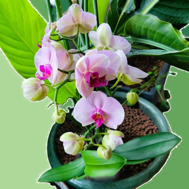 aida-khaldiの美しい写真による天気予報