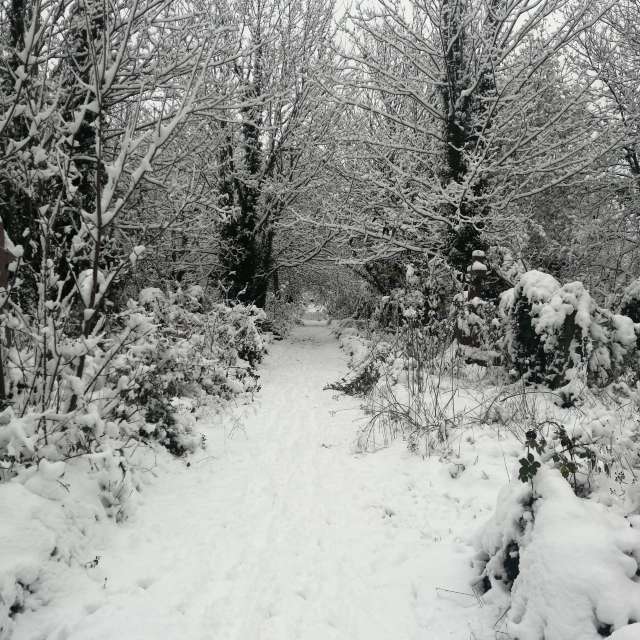 Photos Marche. Prévisions météo avec de superbes photos de maichai de Forest Gate