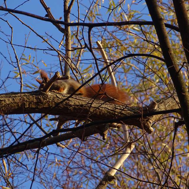 Bird. Weather forecasts with beautiful photos by Михаил Гавриков Photos in Kharkiv