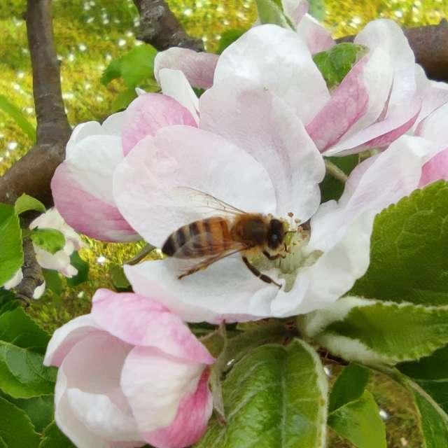 Pronósticos del tiempo con hermosas fotos de Maryous