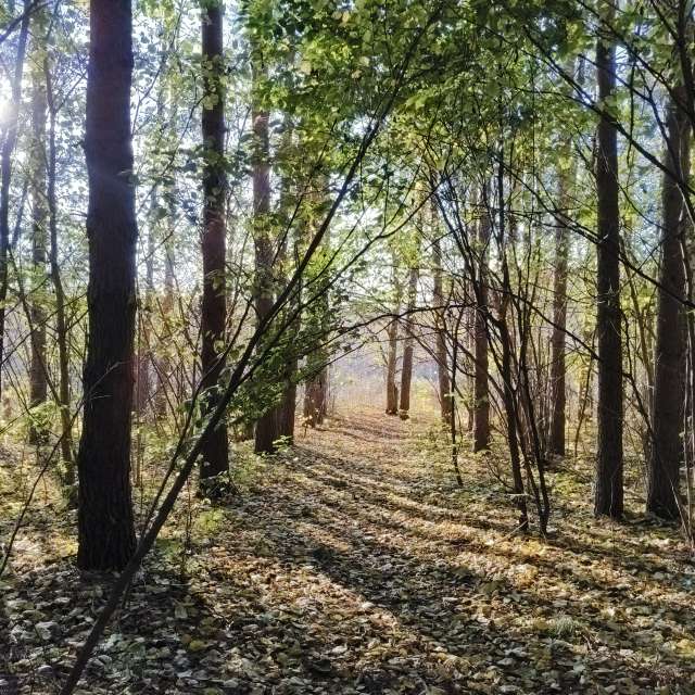 Wooded. Weather forecasts with beautiful photos by Aleksei Photos in Tula