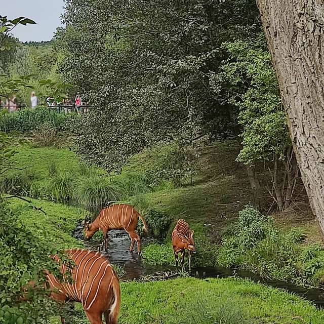 Brown. Weather forecasts with beautiful photos by _Sana_ Photos in Gdansk