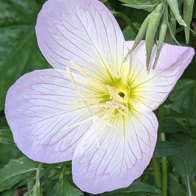 Fotos Deitado. Previsões do tempo com lindas fotos de あさのジジ em Okayama