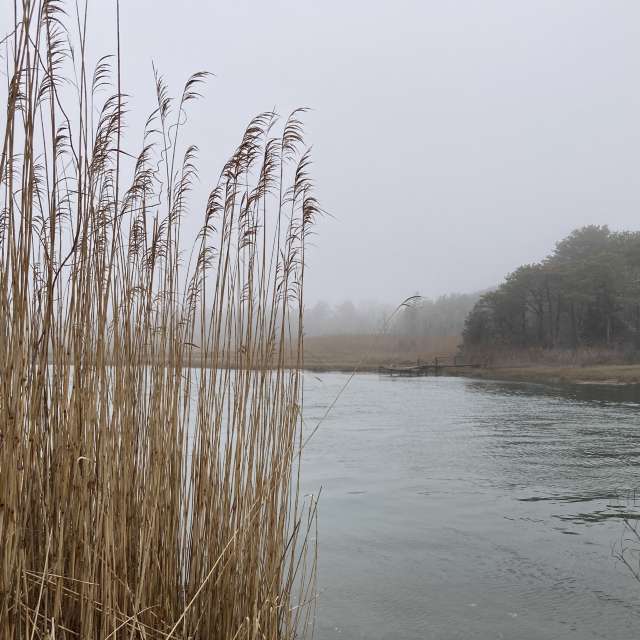 Fotos del Pasto. Pronósticos del tiempo con hermosas fotos de prairiesands en Cape Cod