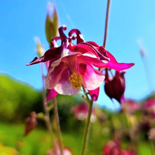 Fotos Flor. Previsões do tempo com lindas fotos de Seni em Velbert