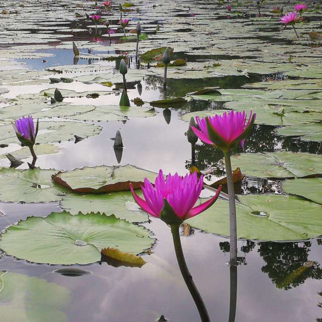 Purple. Weather forecasts with beautiful photos by Frank Juan Photos in Hualien City