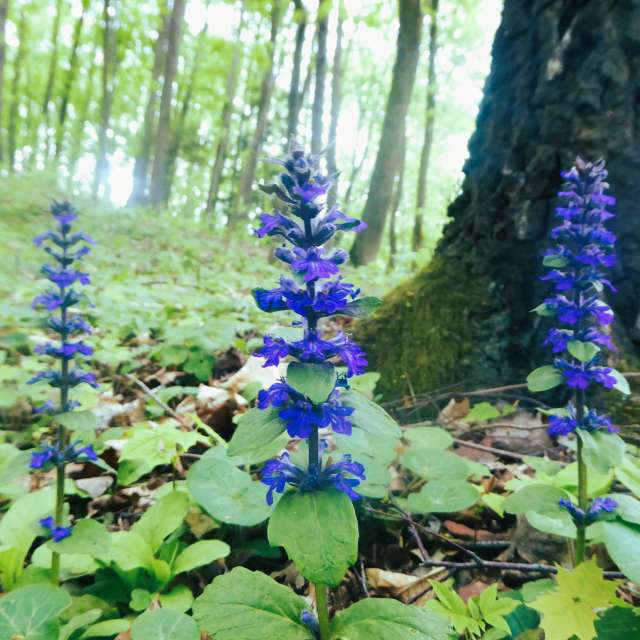 Surrounded. Weather forecasts with beautiful photos by AlmaGenute53 Photos in Lithuania