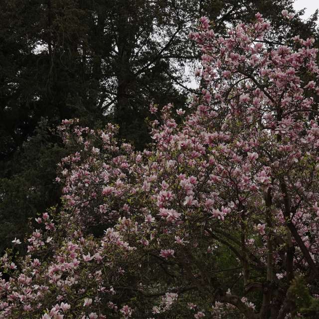 Fotos Flor. Previsões do tempo com lindas fotos de Vasek325 em Praha 12