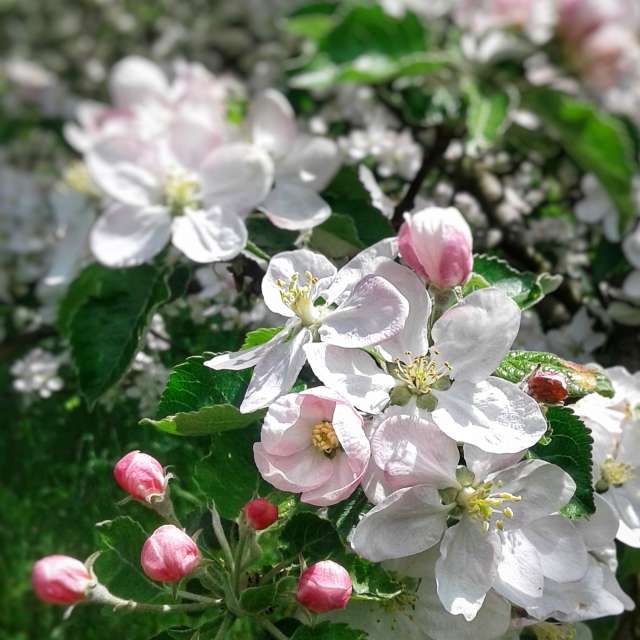 Plant. Weather forecasts with beautiful photos by urashm Photos in Khmelnytskyi