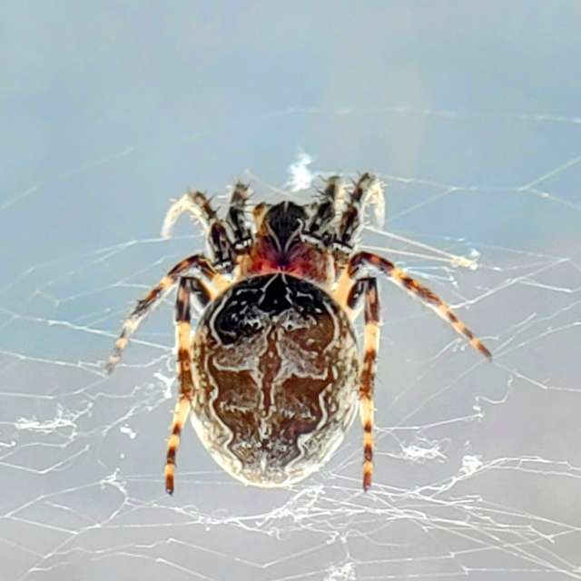 Jazzinevirgaの美しい写真による天気予報