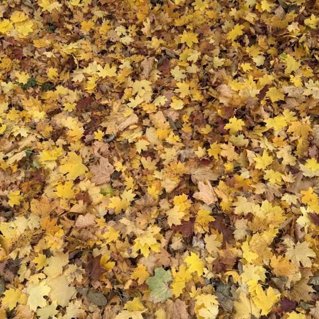 Photos Feuilles. Prévisions météo avec de superbes photos de SwissEloi de Renan