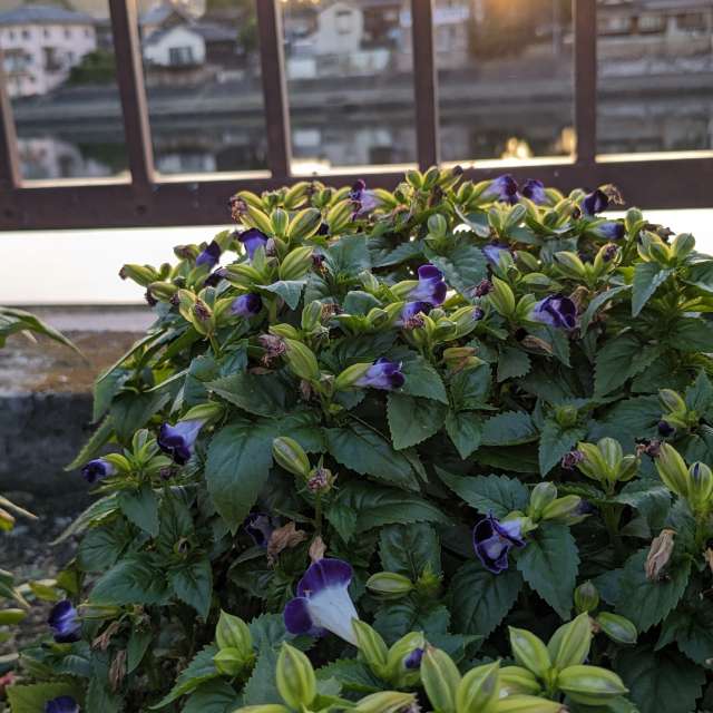 Fotos Escrivaninha. Previsões do tempo com lindas fotos de あさのジジ em Okayama