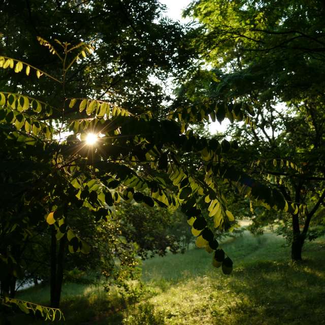 Fotos Verde. Previsões do tempo com lindas fotos de Vasek325 em Praha 12