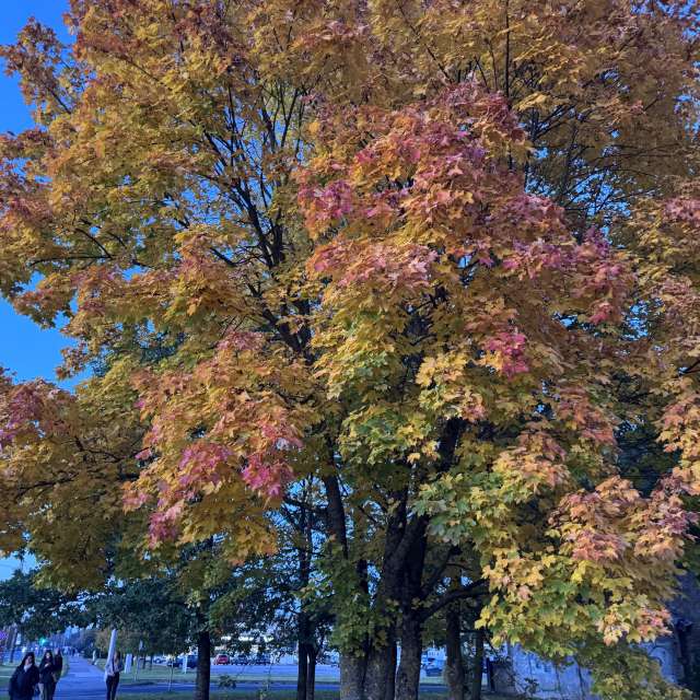 Large. Weather forecasts with beautiful photos by Svet-Lana Photos in Rīga