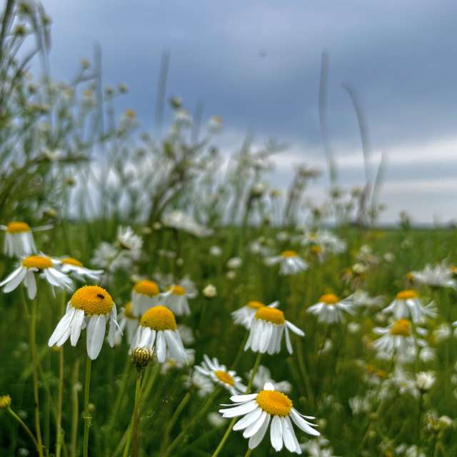 Photos Champ. Prévisions météo avec de superbes photos de Stassy de Teshkovo
