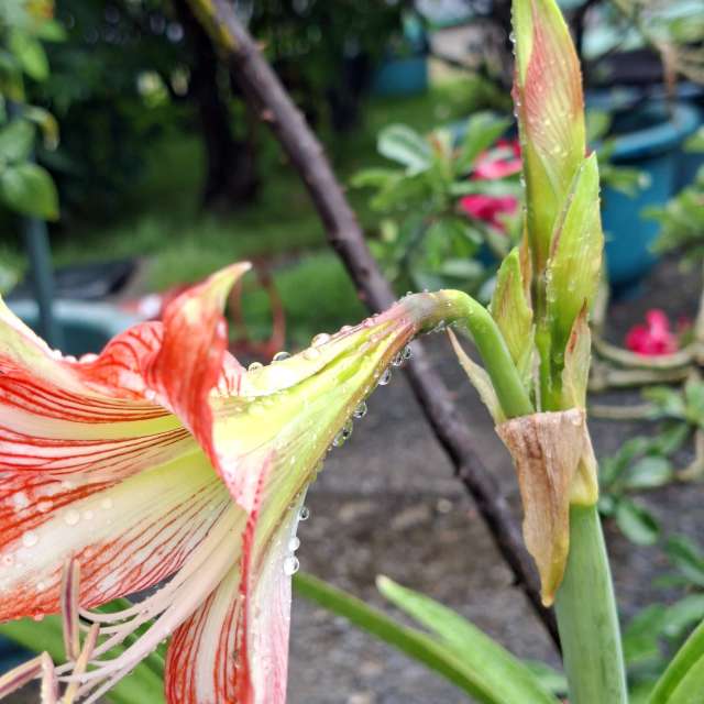 Fotos Sujeira. Previsões do tempo com lindas fotos de Wen-ya Huang em Kaohsiung City
