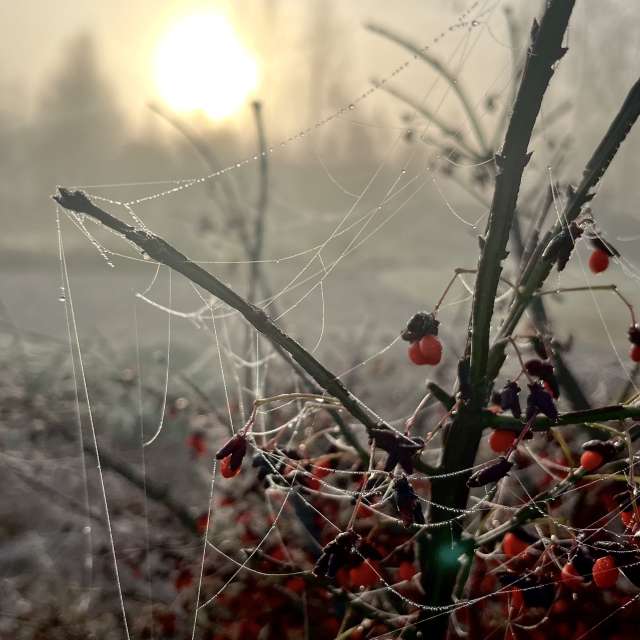 Photos Neige. Prévisions météo avec de superbes photos de Stassy de Teshkovo