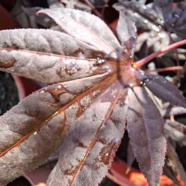 Wettervorhersagen mit schönen Fotos von Wen-ya Huang