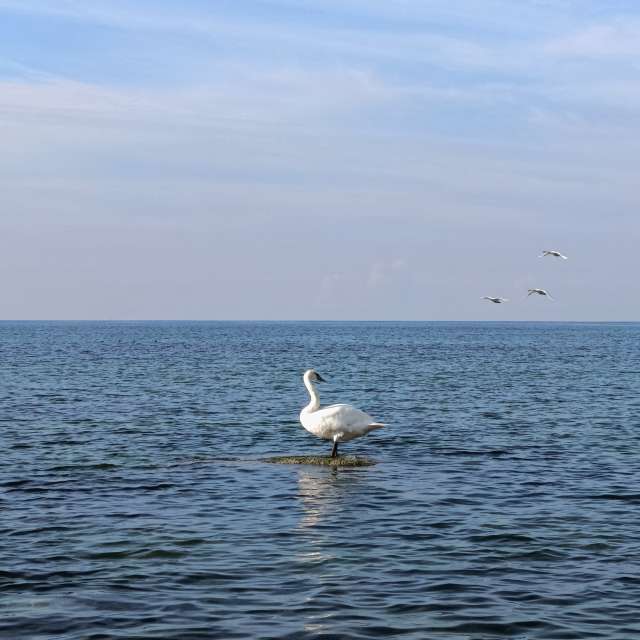 Fotos Flutuando. Previsões do tempo com lindas fotos de Михаил Бондаренко em Pionerskiy