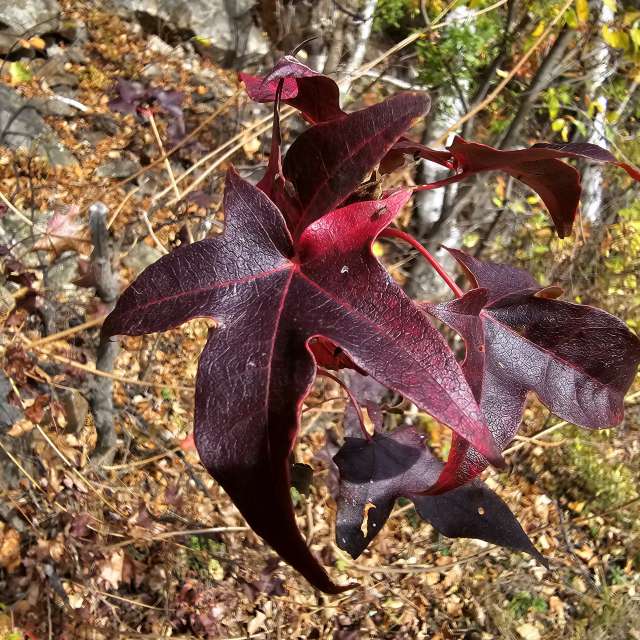 天气预报，带ImPe精美的照片