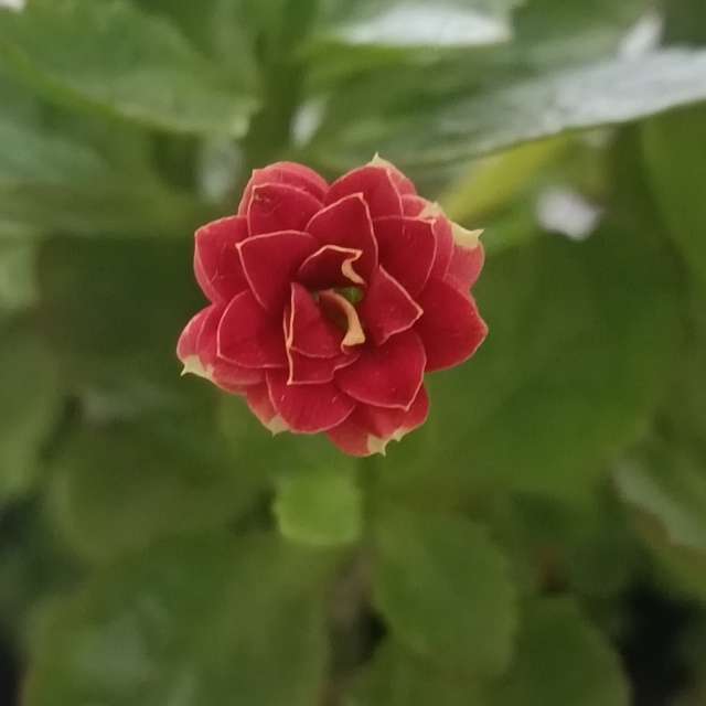 Previsões do tempo com lindas fotos de Bia1995