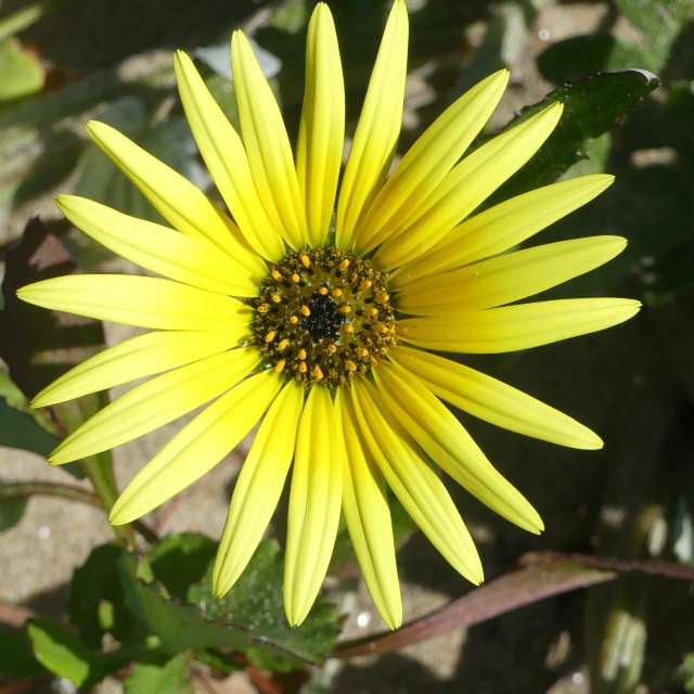 Fotos Jardim. Previsões do tempo com lindas fotos de BIKOTRAVEL em A Estrada