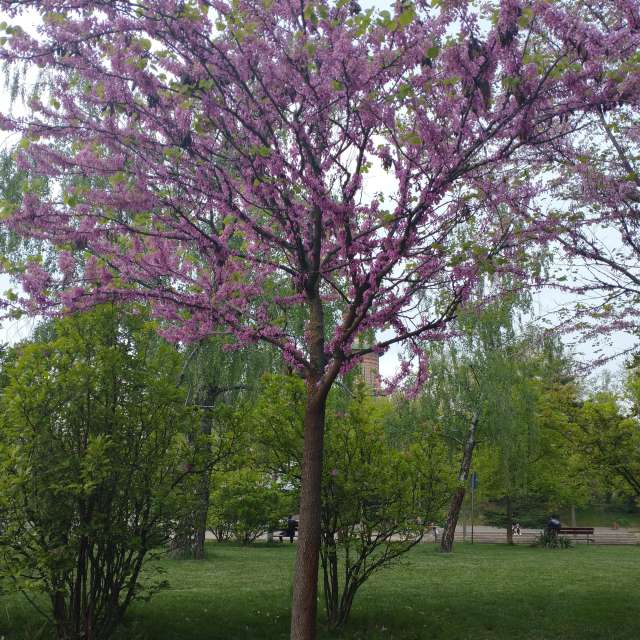 Park. Weather forecasts with beautiful photos by Lupsaman Photos in Timișoara