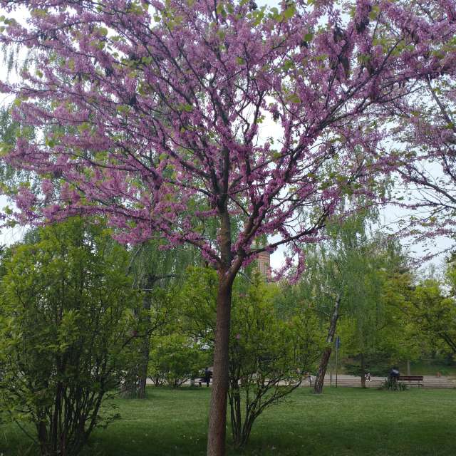 Temeşvar'daki Park. Lupsaman tarafından çekilen güzel fotoğraflarla hava tahmini Fotoğrafları