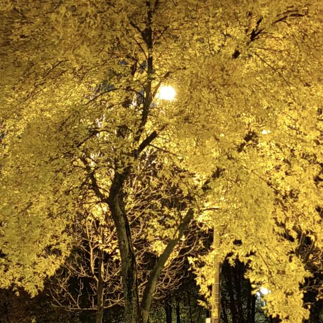 Lena_Glukhovaの美しい写真による天気予報