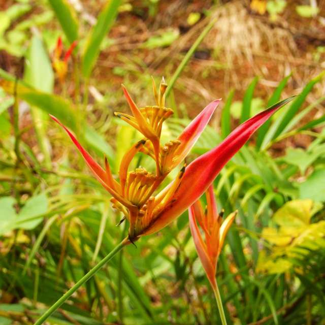 Previsões do tempo com lindas fotos de lcruz23