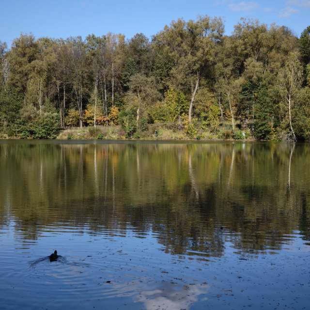 Herd. Weather forecasts with beautiful photos by Amanda_and_Valdemar_Che Photos in Izmaylovo District