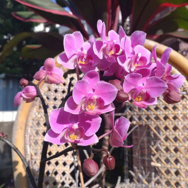 Photos Violet. Prévisions météo avec de superbes photos de Wen-ya Huang de Kaohsiung