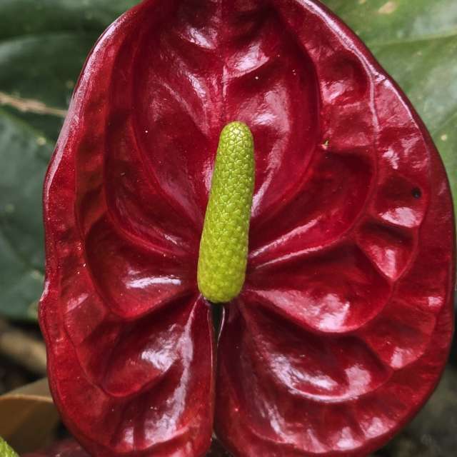 天气预报，带Flavia51精美的照片