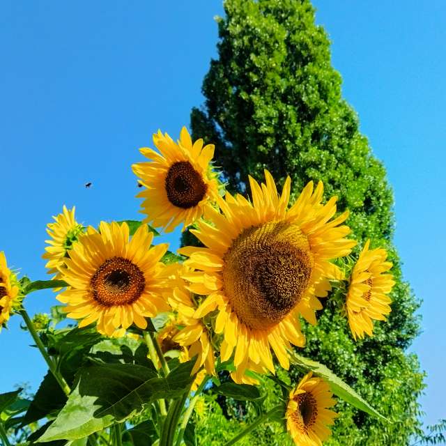 Fotos del Flor. Pronósticos del tiempo con hermosas fotos de Qwer1 en Ucrania