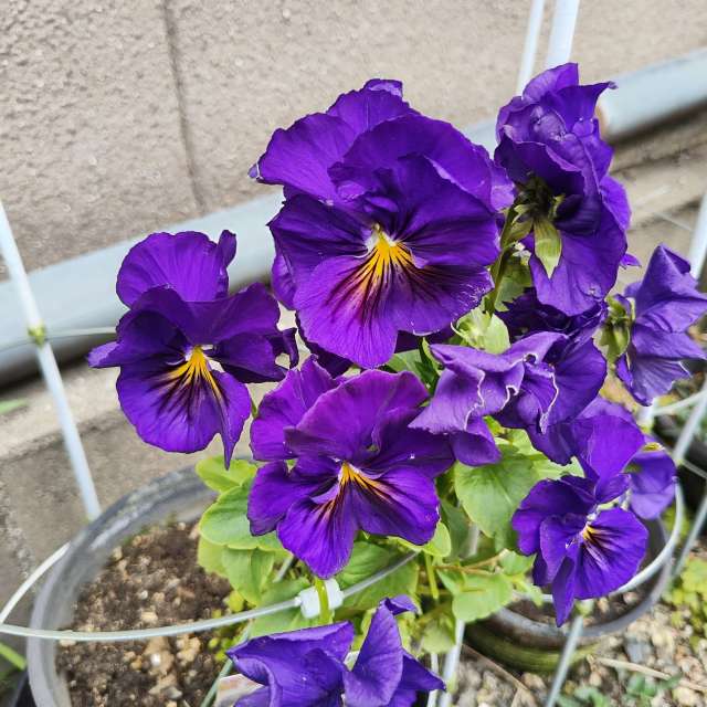 Fotos Contador. Previsões do tempo com lindas fotos de あさのジジ em Okayama