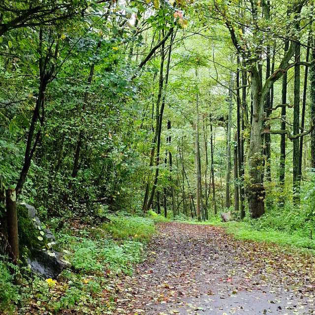 Wooded. Weather forecasts with beautiful photos by Seni Photos in Velbert